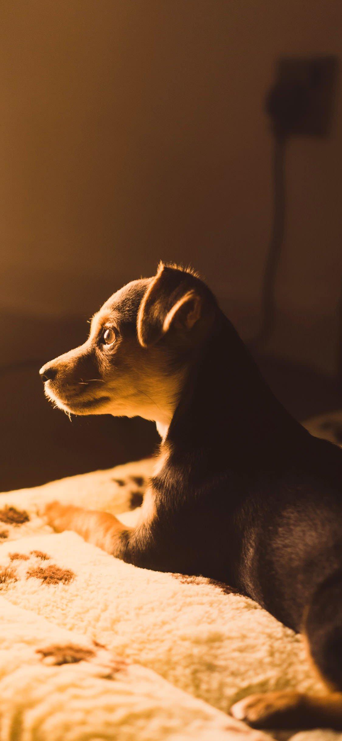 1125x2436 Brown Aesthetic Wallpaper