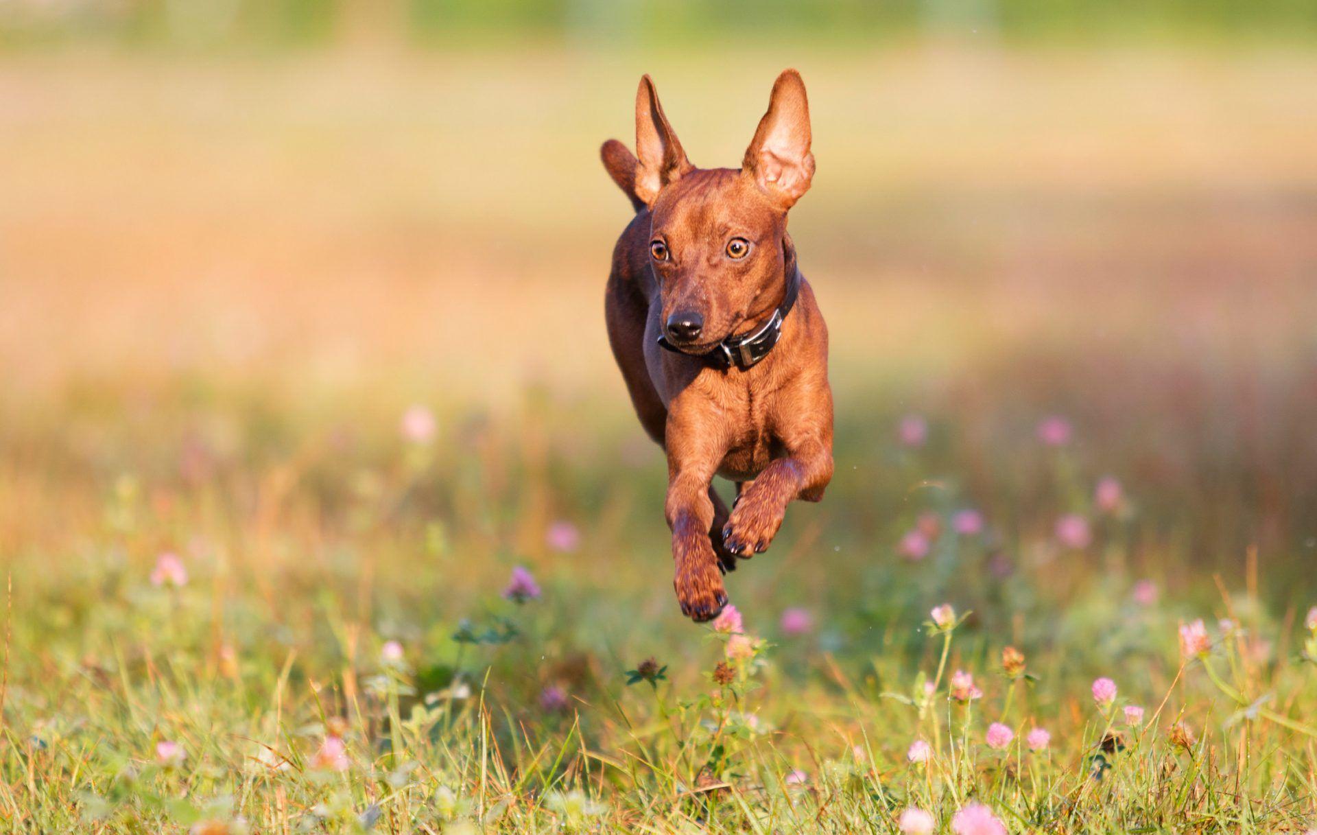 1920x1217 My Mini Pinscher HD Wallpaper New Tab