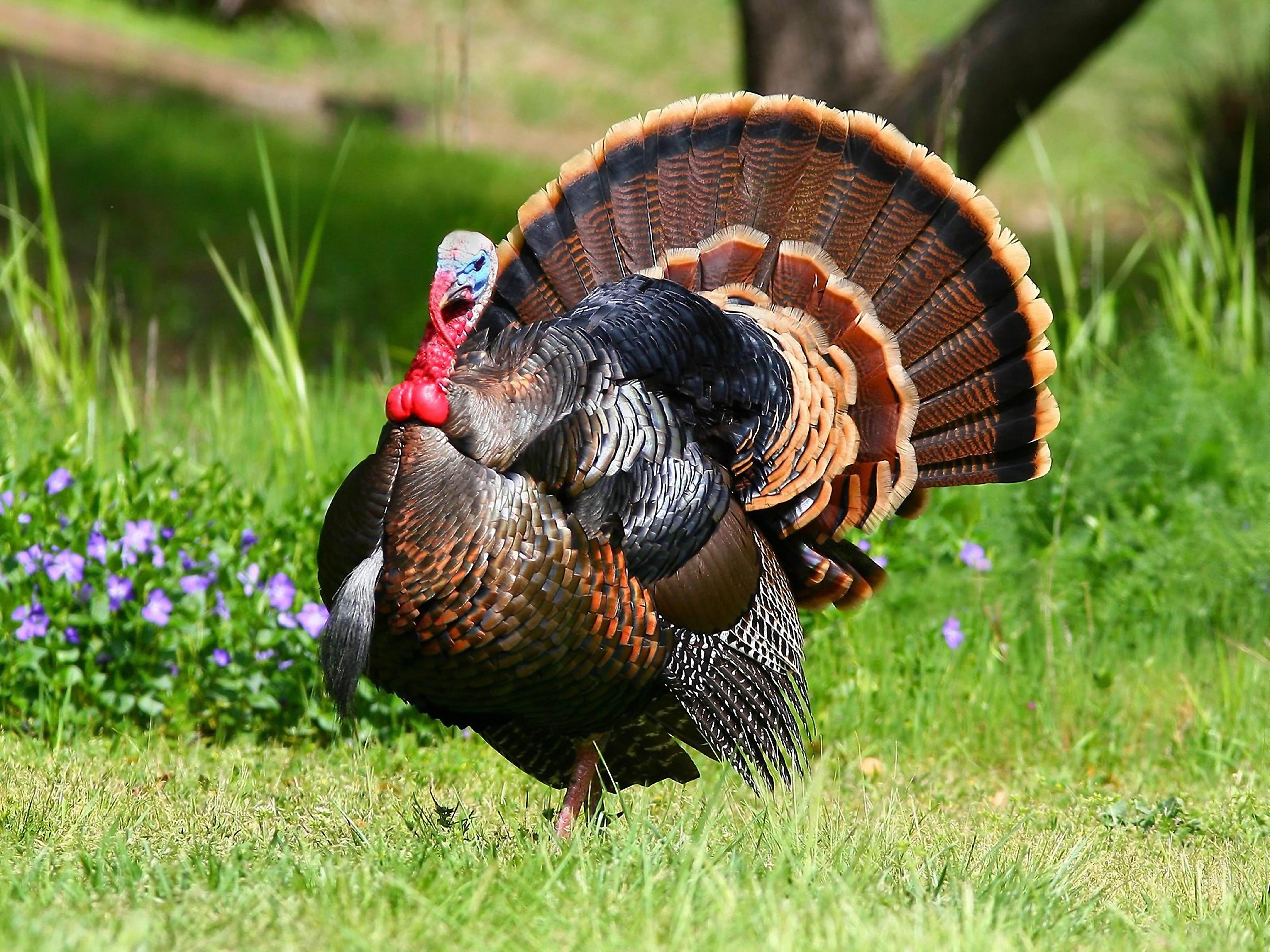 5600x4200 Turkey Bird Wallpaper, Turkey Bird Background. Original