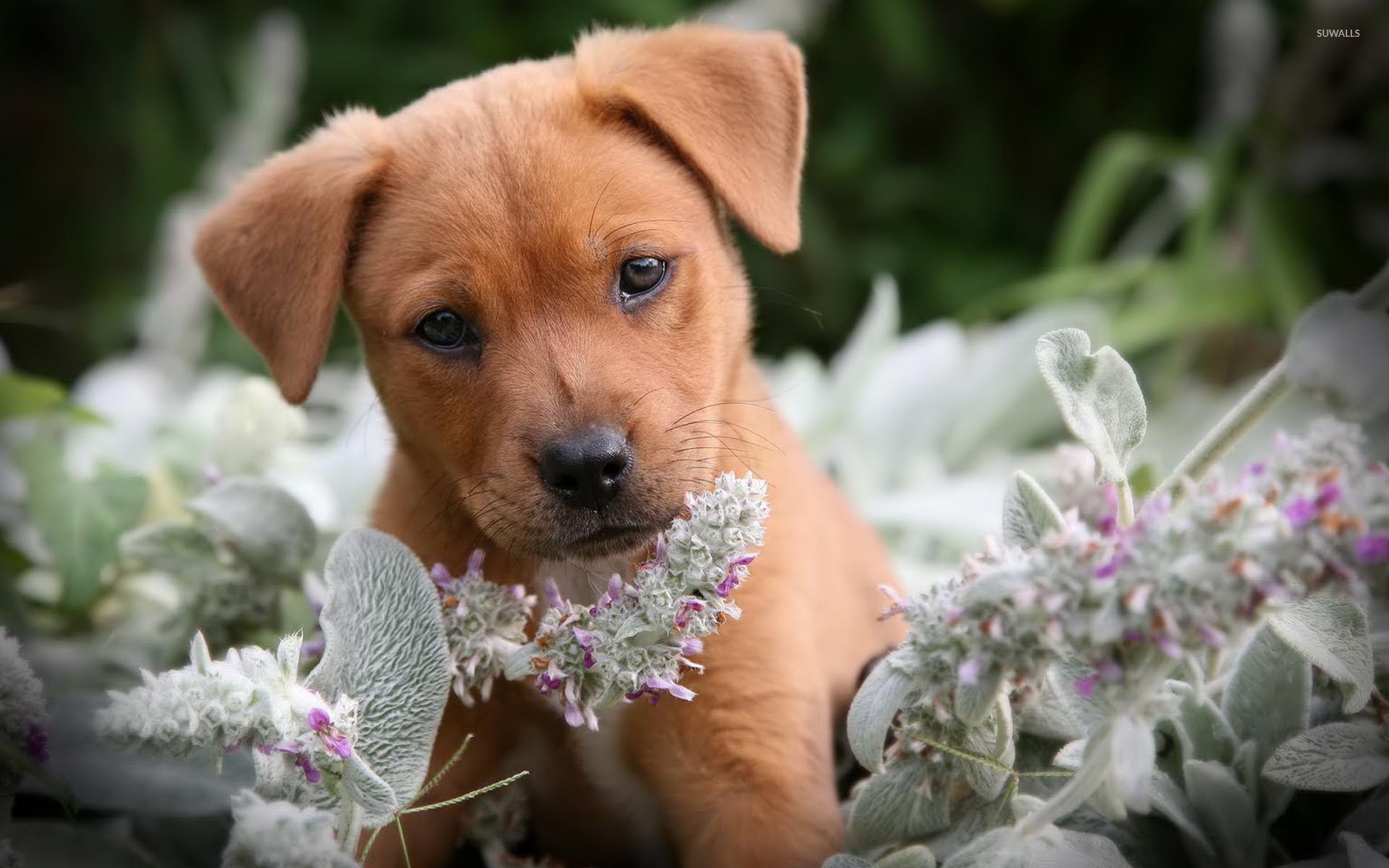 1920x1200 flowers wallpaper wallpaper