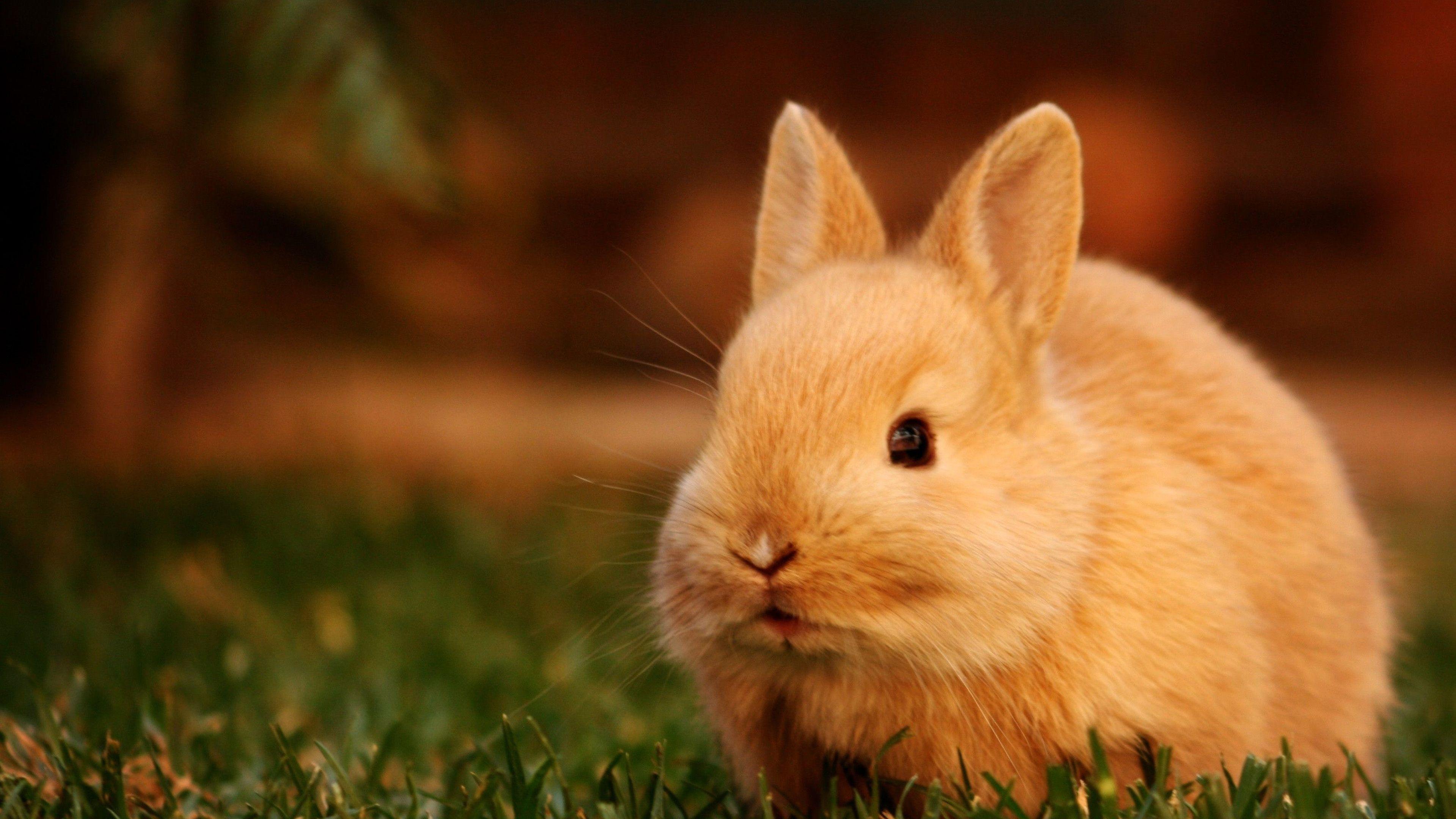 3840x2160 Cute Brown Rabbit Closeup Photo In A Blur Background 4K HD Animals Wallpaper