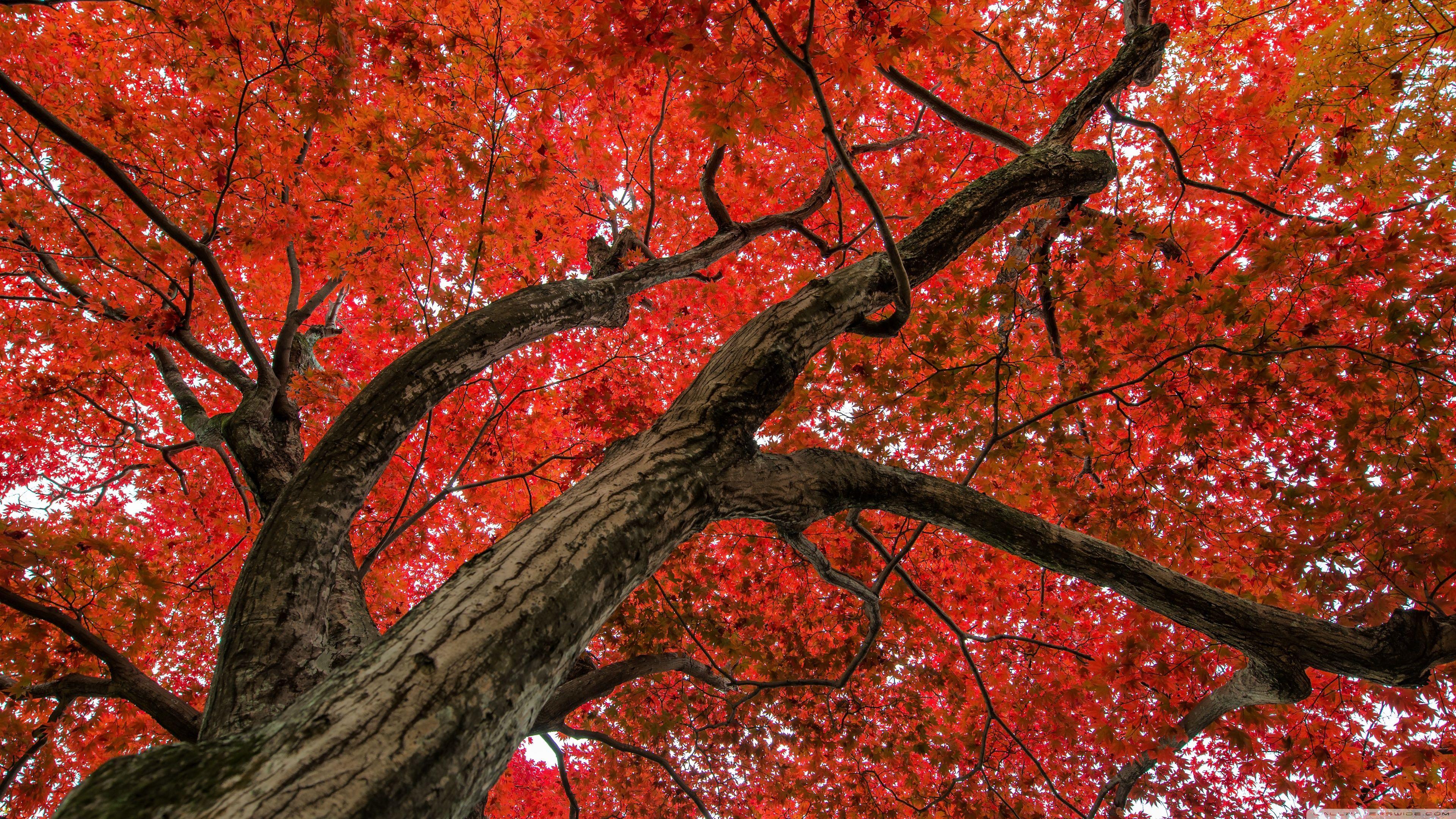 3840x2160 Japanese Maple, Late Autumn Scene ❤ 4K HD Desktop Wallpaper for 4K
