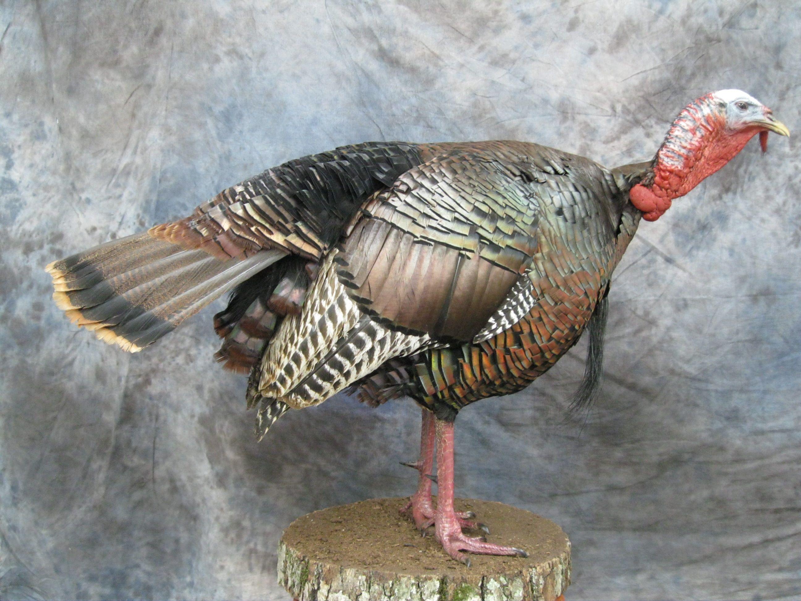 2592x1944 turkey, grouse, pheasant, woodcock, quail, game page to find mounts