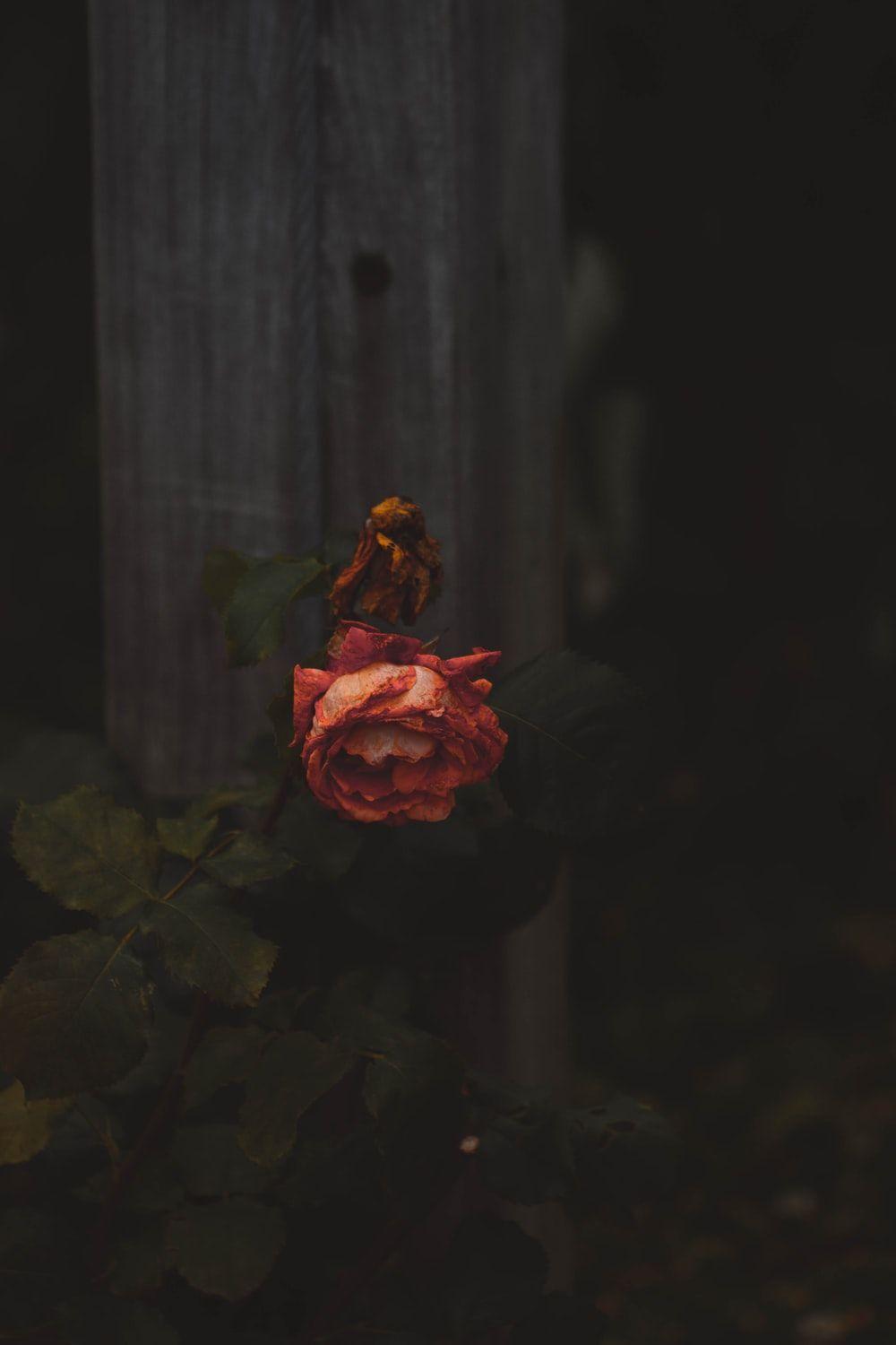 1000x1500 Death Picture [HQ]. Download Free Image