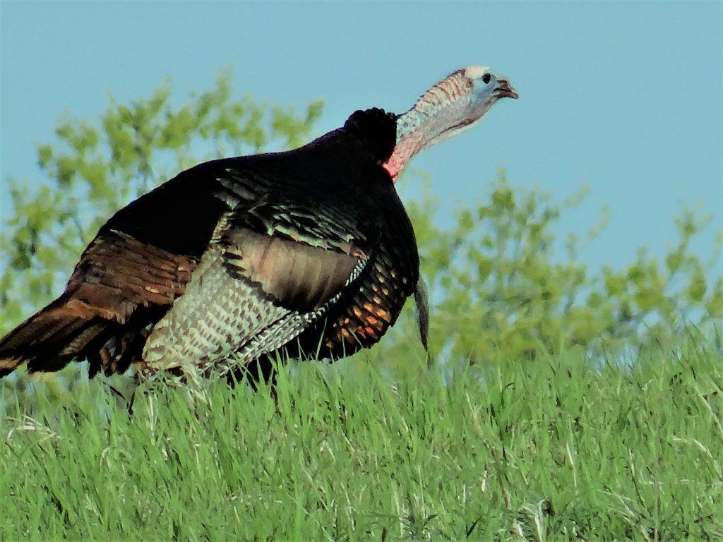 1024x768 Celebrating Bird Month With Turkey Talk •NEBRASKALand Magazine