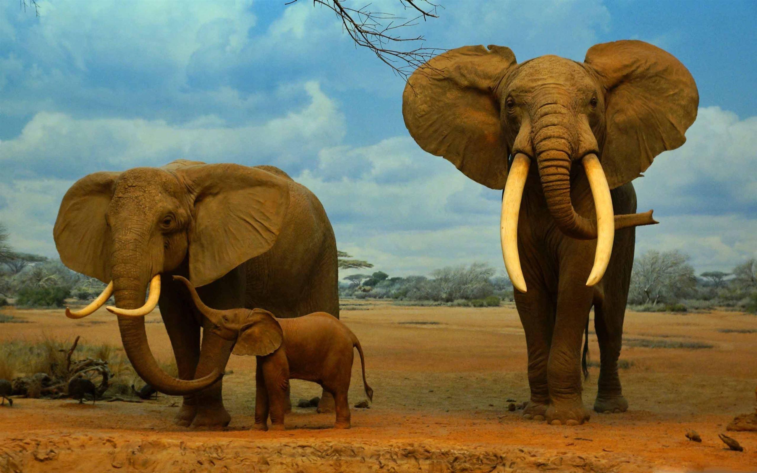 2560x1600 Best Elephant Mac Wallpaper Free HD Download