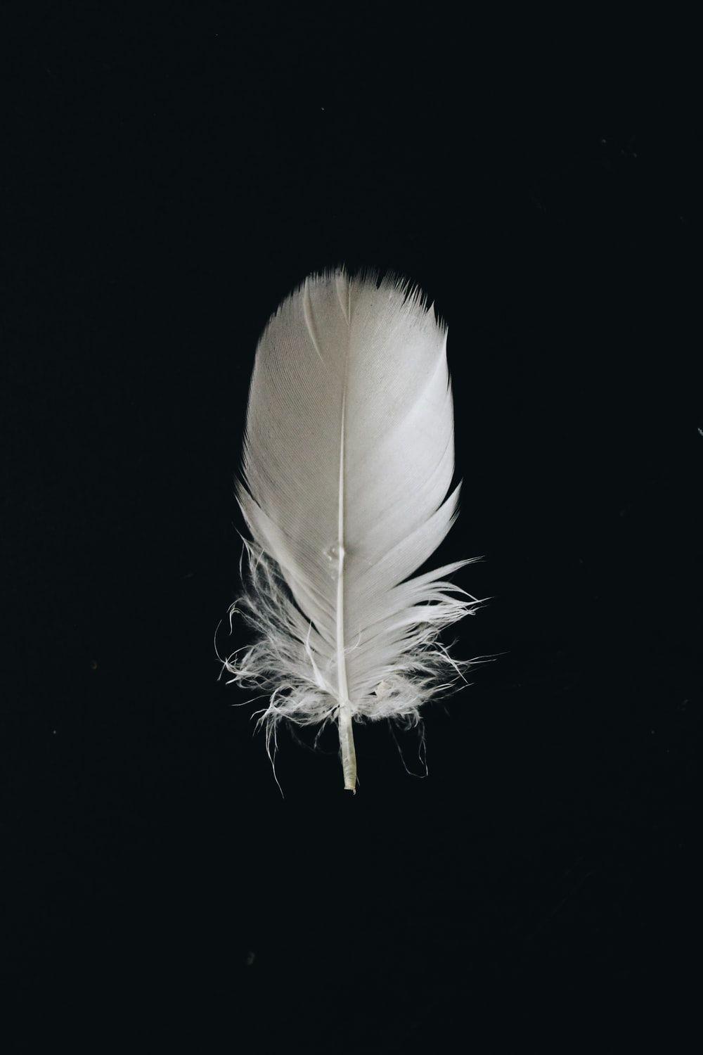 1000x1500 white animal feather photo