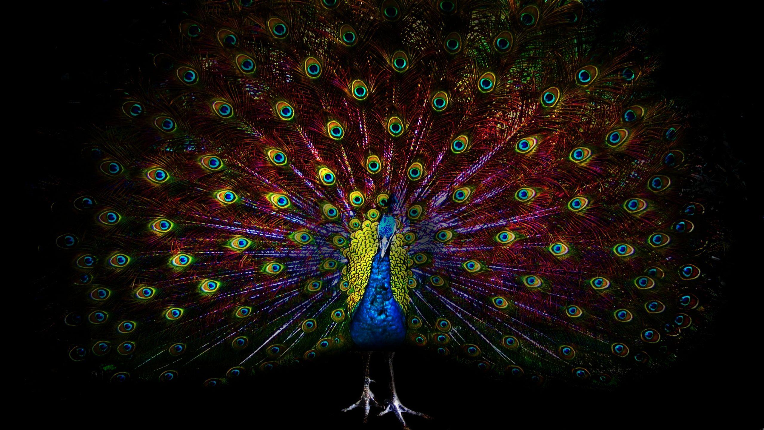 2560x1440 Peacock Feather Dark Background