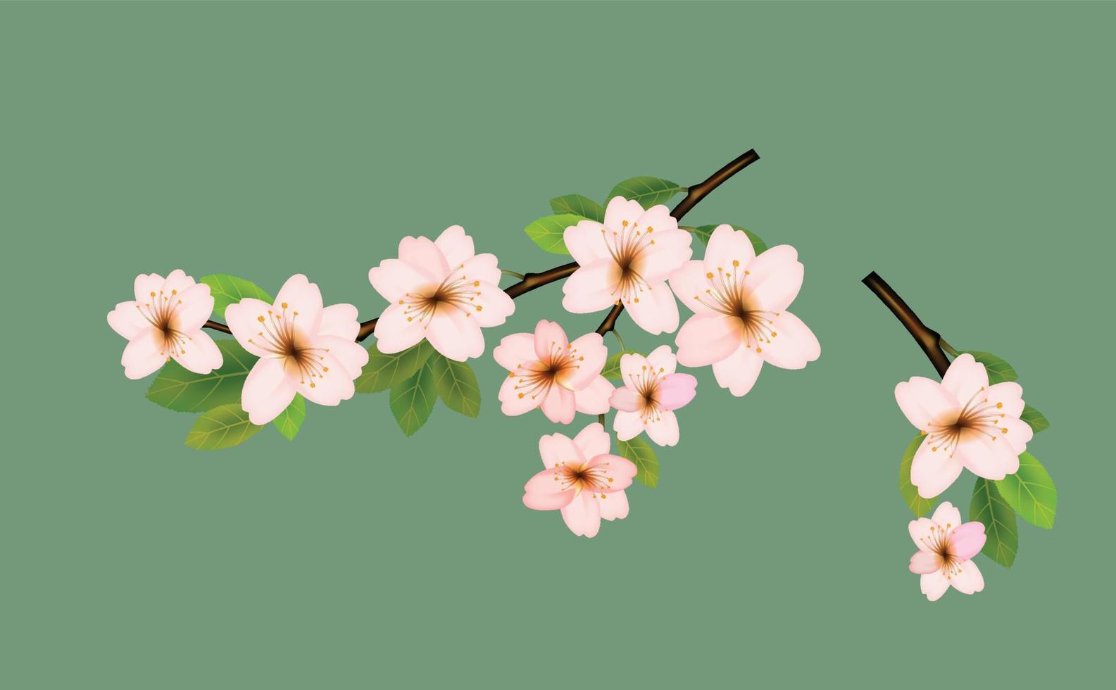 1585x980 Realistic sakura japan cherry branch, Pink sakura flower background. Watercolor cherry. vector illustration