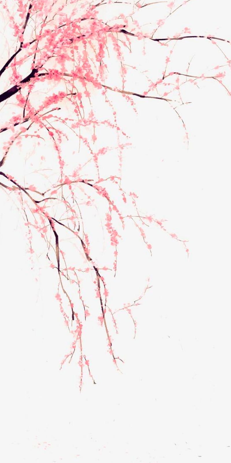 800x1600 Raining Sakura, cherry blossoms, pretty, tree, HD phone wallpaper