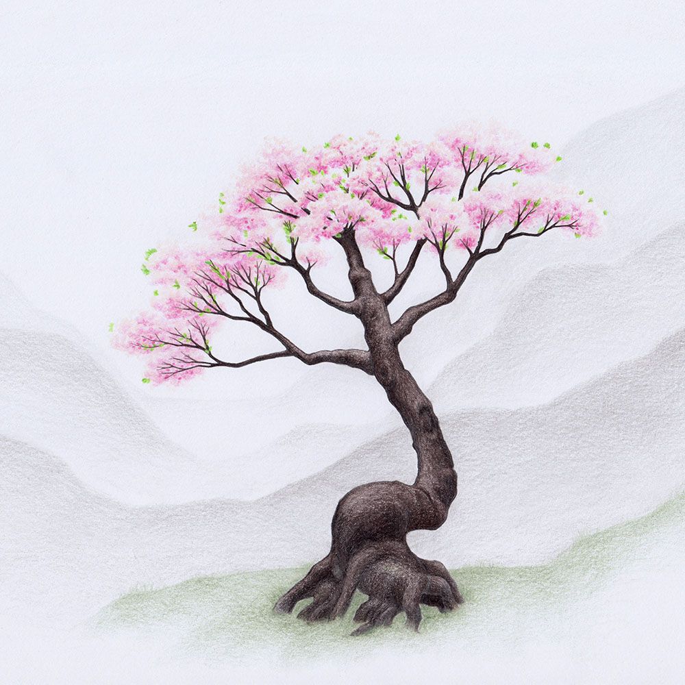 1000x1000 Drawing A Cherry Blossom Tree (Sakura). How To