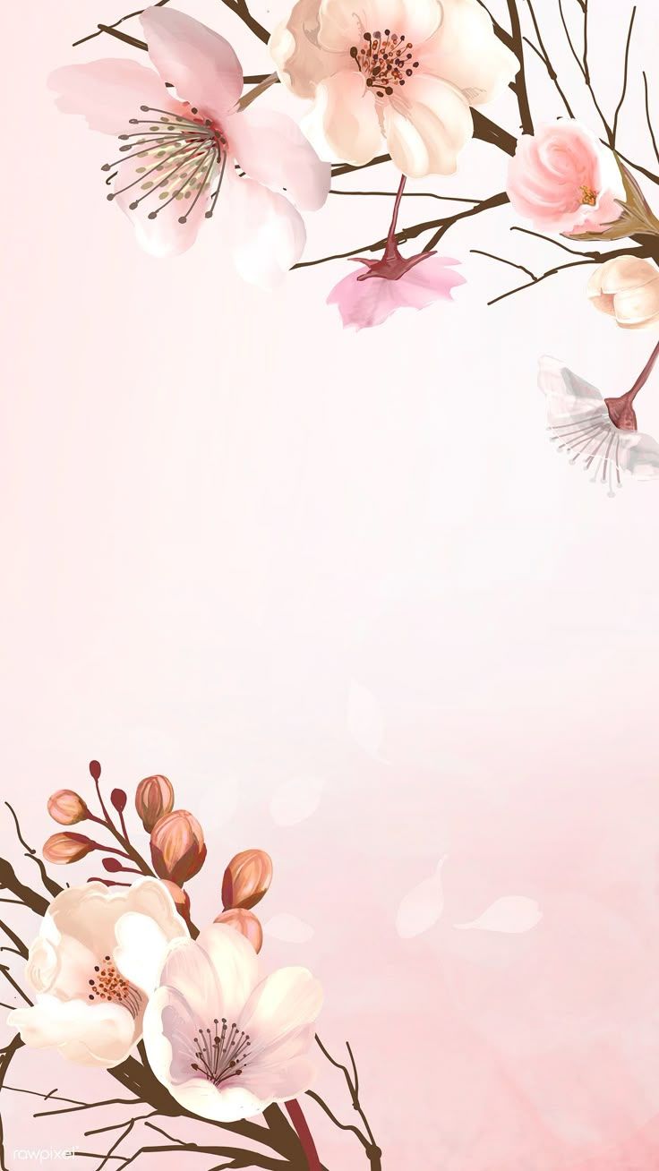 736x1308 Download premium image of Hand drawn cherry blossoms on a pink background by Thanasak Slalom about sakura theme background, sakura drawing spring, iphone wallpaper background cherry, greeting card, and iphone wallpaper 841982