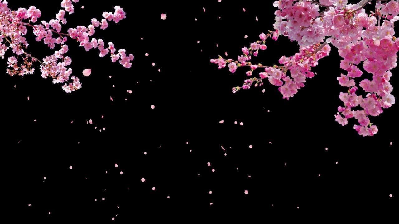 1280x720 Sakura Dark Wallpaper