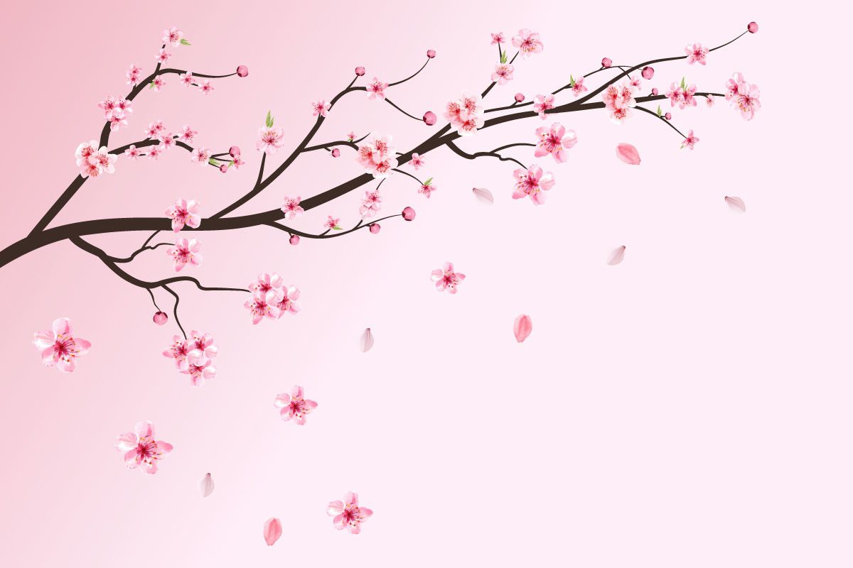 1200x800 Realistic Cherry Blossom Sakura Flower Graphic by IftiDigital · Creative Fabrica