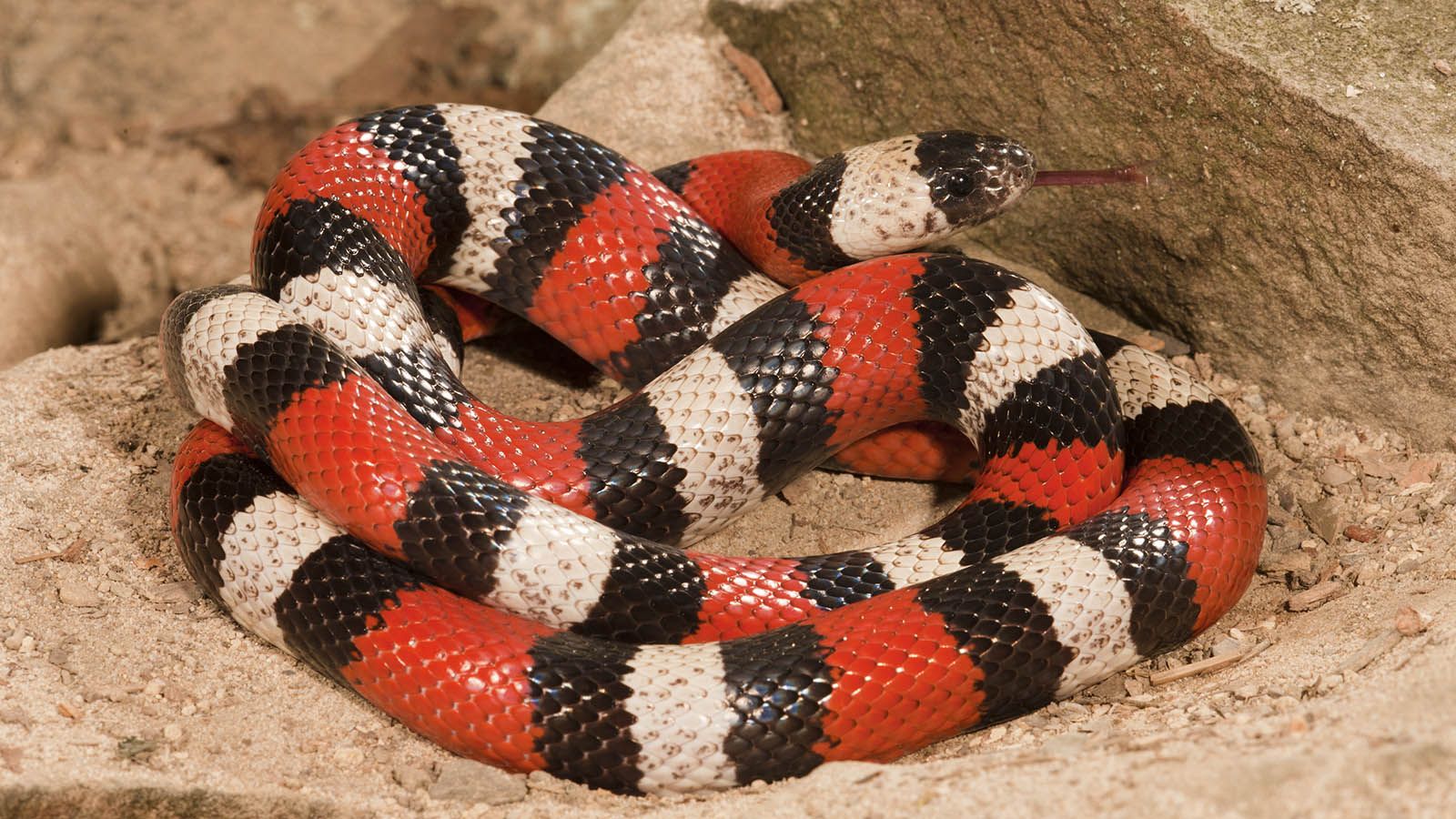 1600x900 Milk Snake: Harmless Yet Colored for Danger