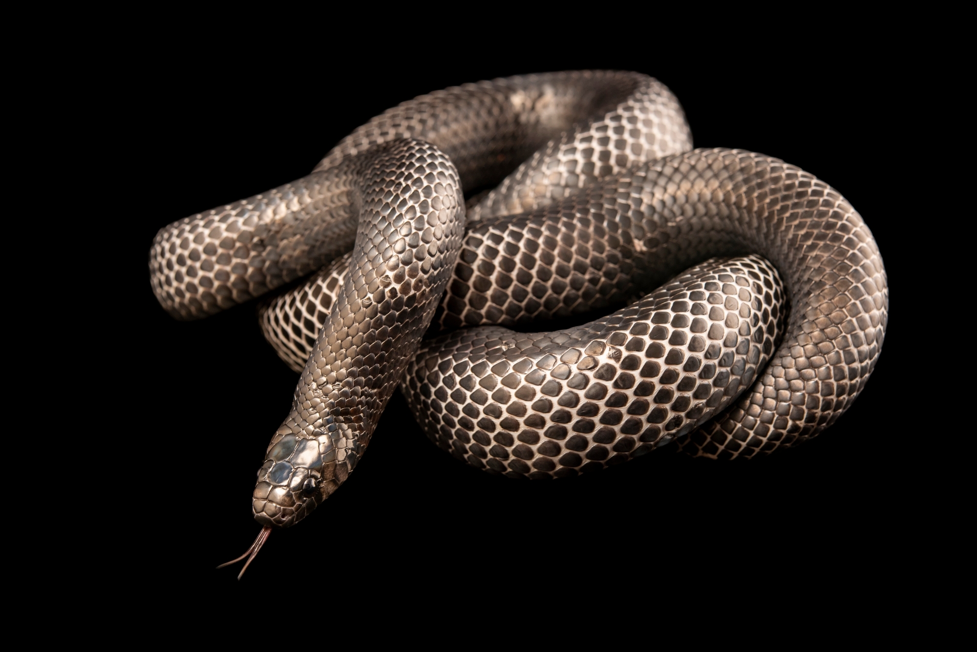 2000x1335 Adult Black Milk Snake (Lampropeltis triangulum gaigeae)