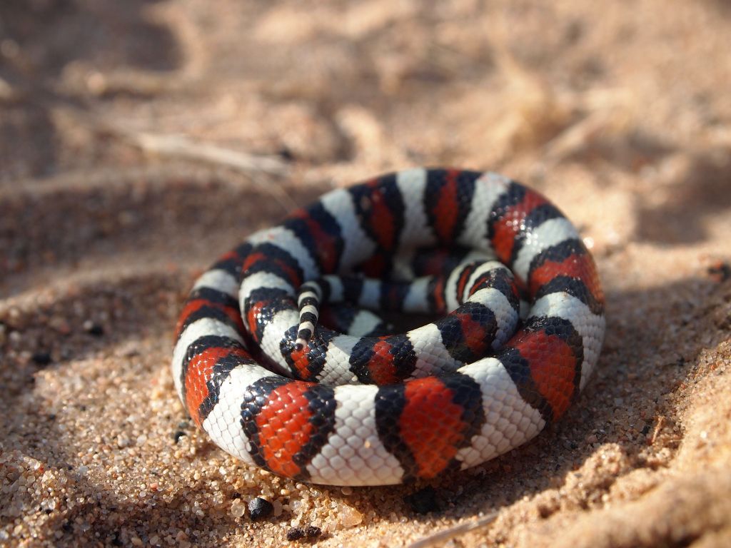 1024x768 Colorado Snakes Central Plains Milk Snake (Lampropeltis triangulum gentilis)