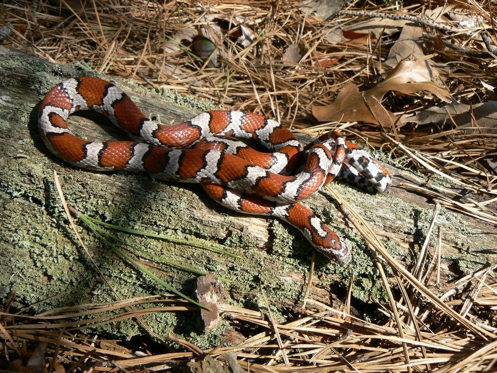 1024x768 Coastal Plain Milksnake (Lampropeltis sp.)