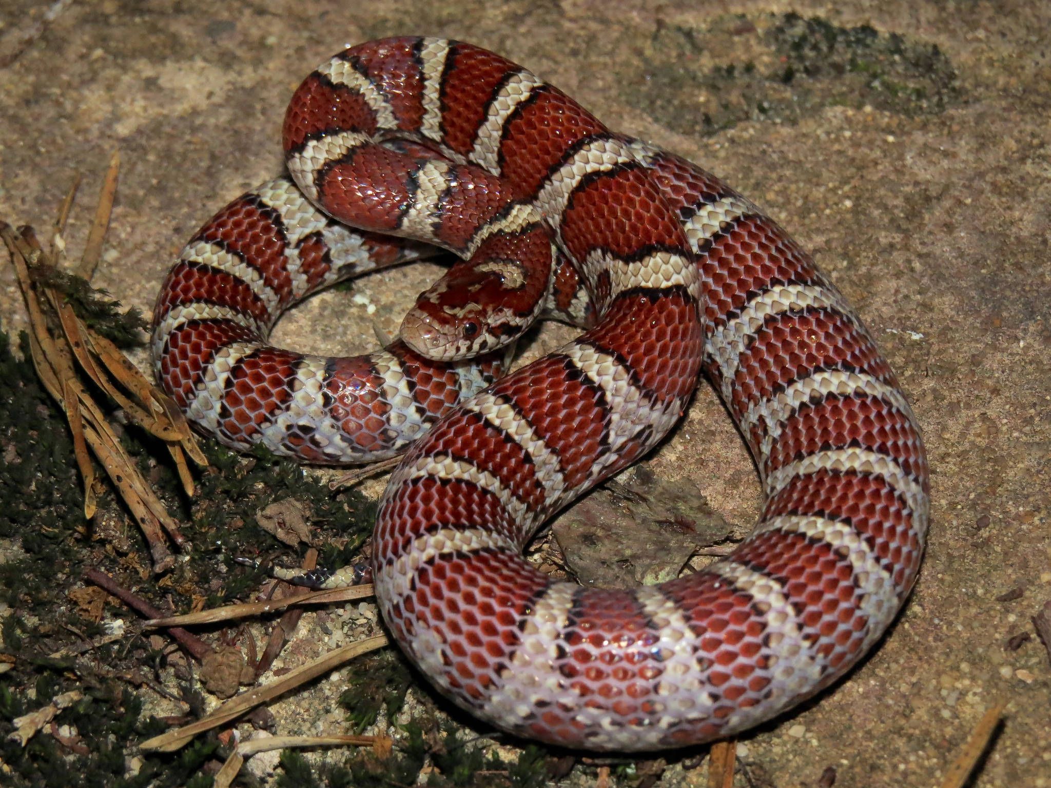 2048x1536 About Eastern Milksnake Biodiversity Project