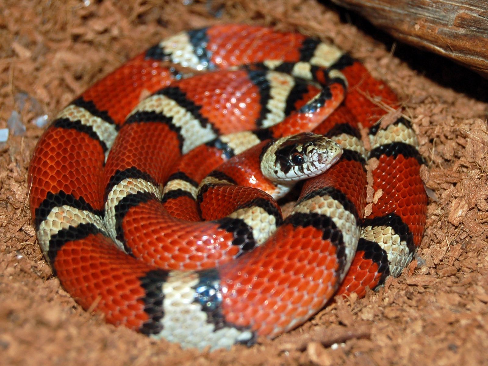 1600x1200 Milksnake