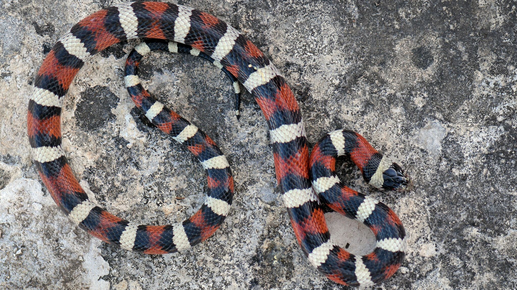 2048x1152 Kansas Herpetofaunal Atlas