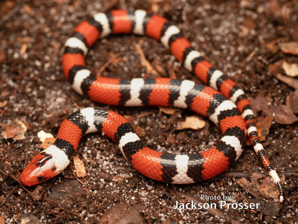 1024x768 Scarlet Kingsnake (Lampropeltis elapsoides)