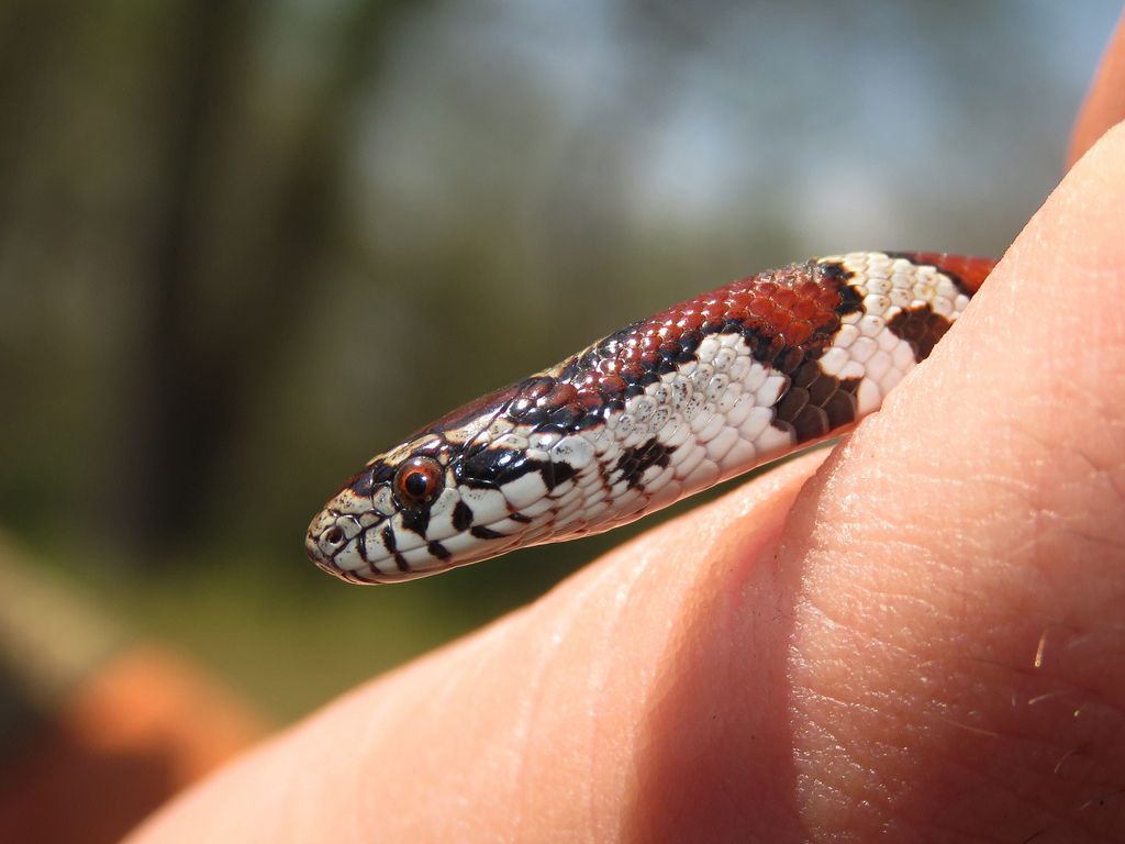 1024x768 About Eastern Milksnake Biodiversity Project