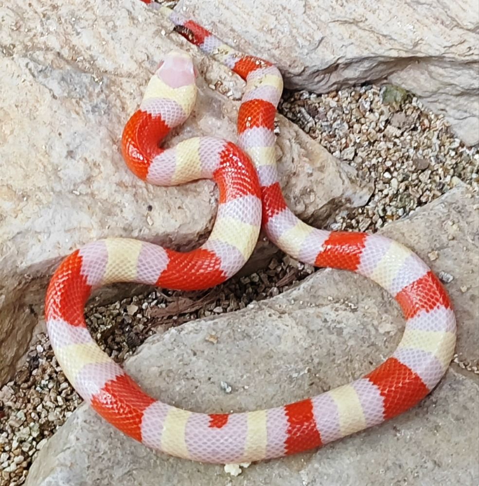 985x1000 Milk Snake Albina Aberrante (Lampropeltis triângulum)