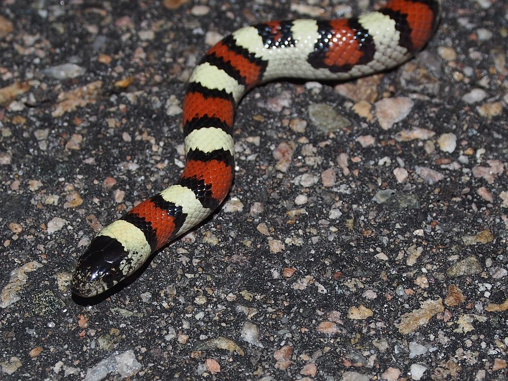 1024x768 Colorado Snakes Central Plains Milk Snake (Lampropeltis triangulum gentilis)
