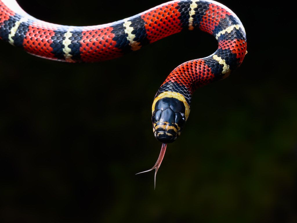 1024x768 Milk Snake Wallpaper