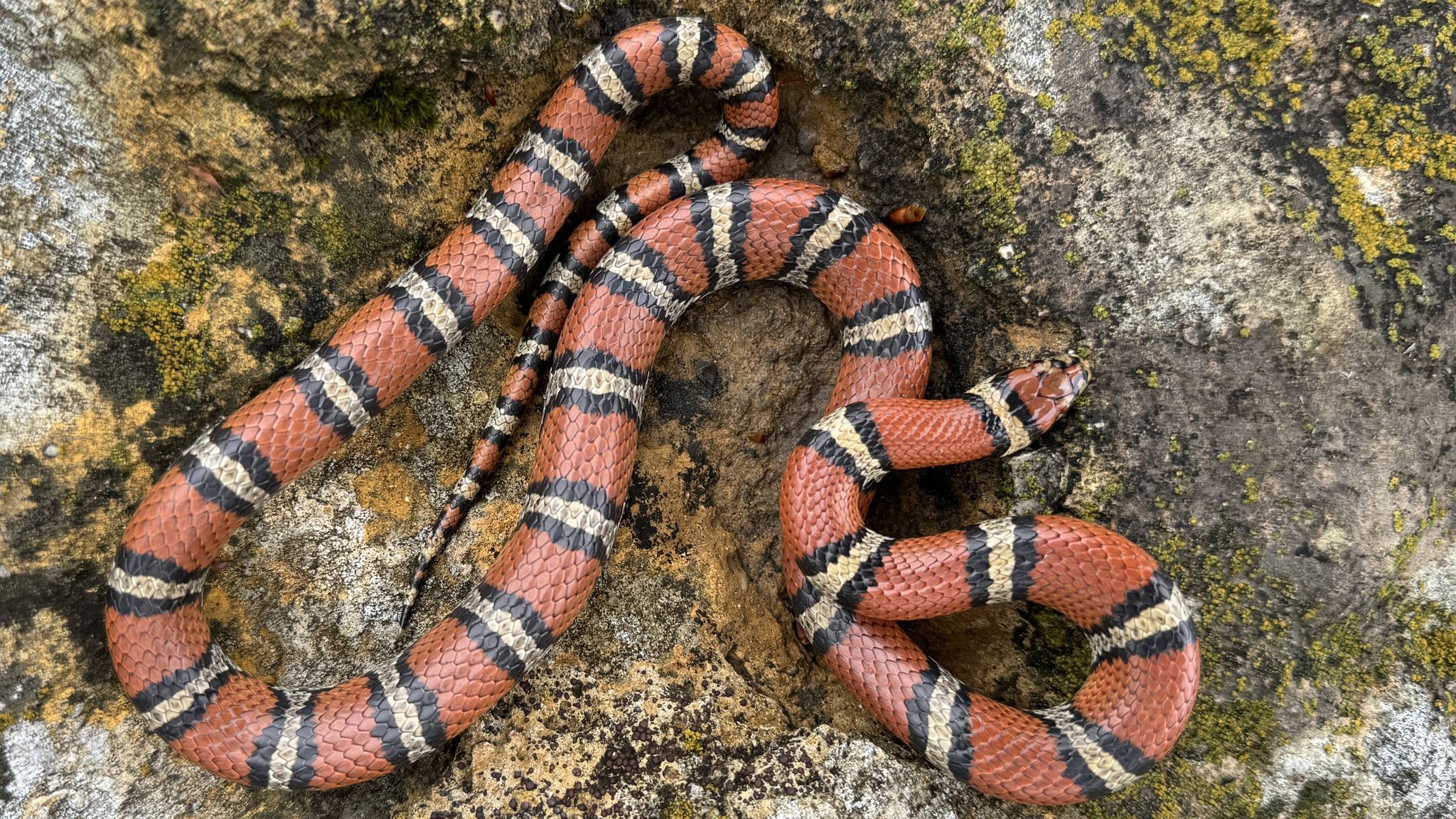 2048x1152 Kansas Herpetofaunal Atlas