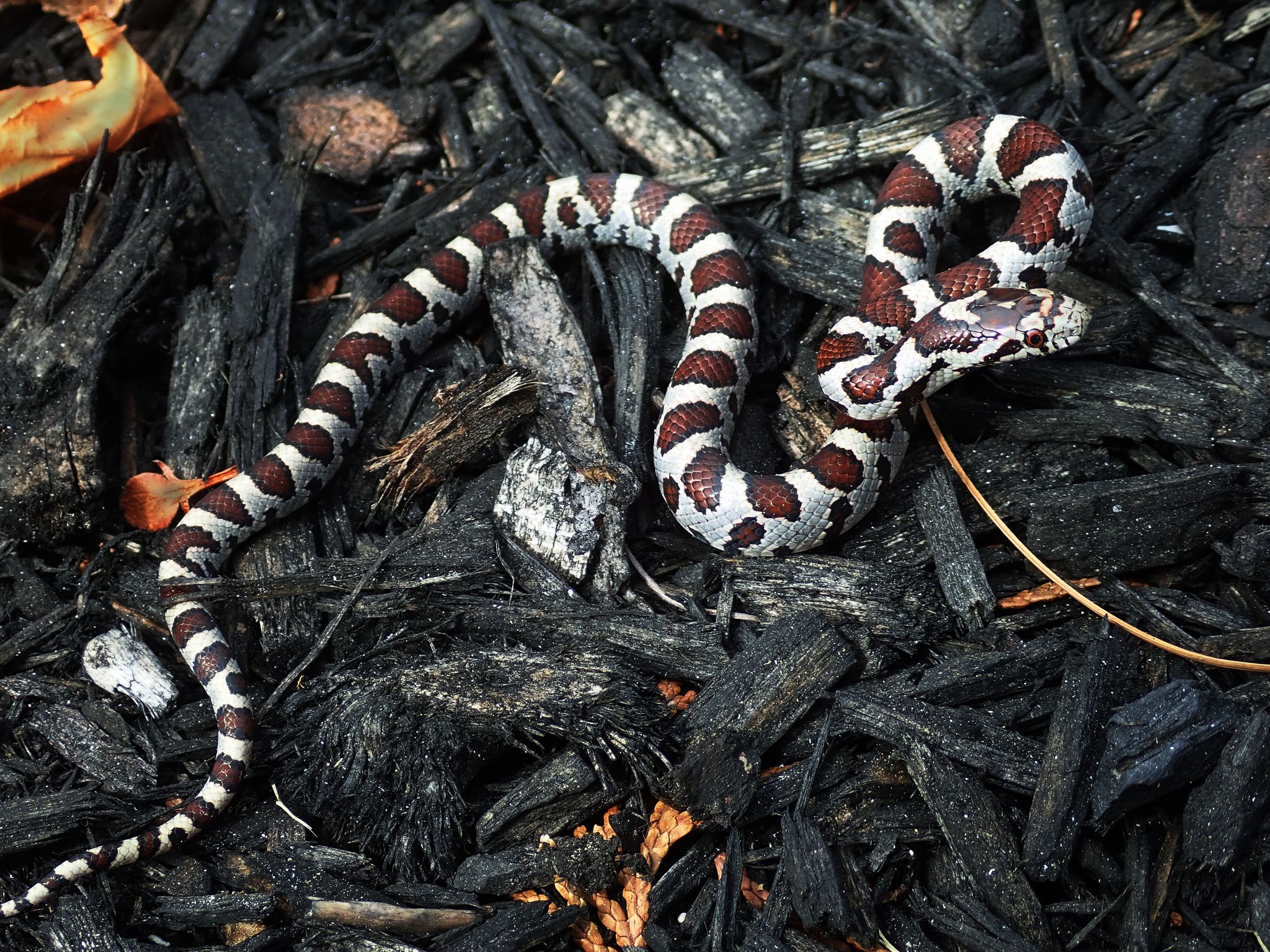 2048x1536 Milk Snake Wallpaper