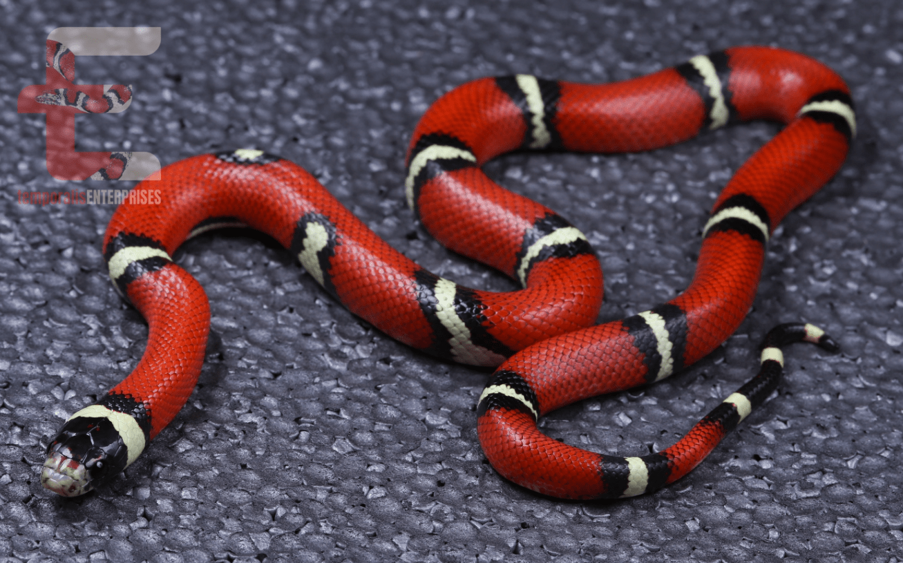 1307x815 What type of milk snake ?