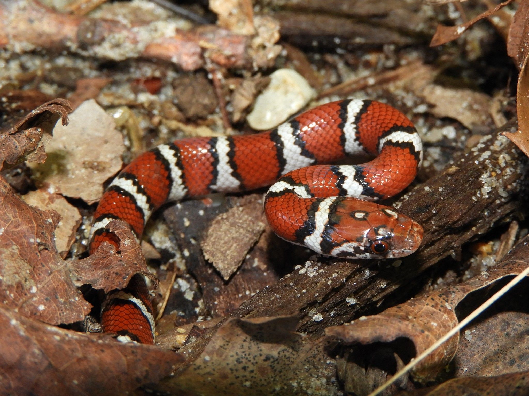 2048x1536 About Eastern Milksnake Biodiversity Project