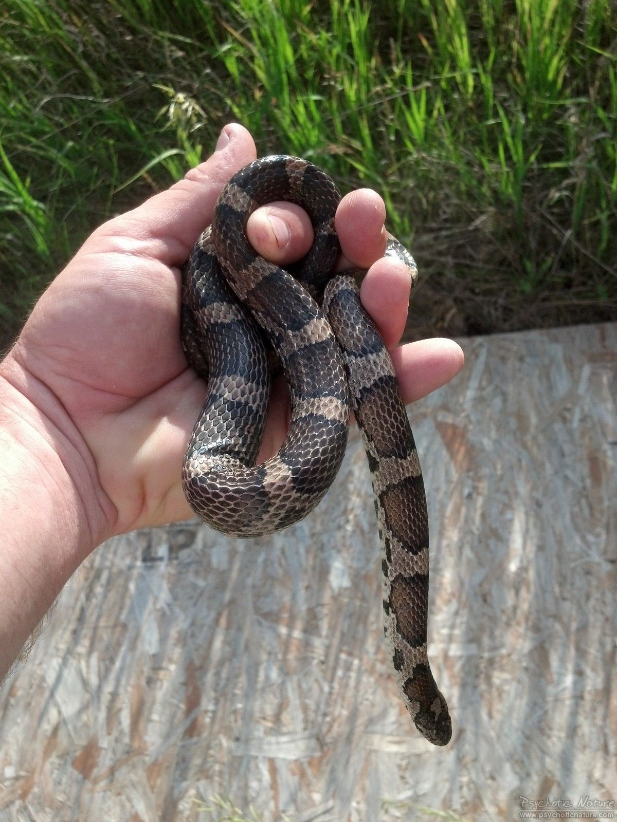 1200x1600 Eastern Milksnake