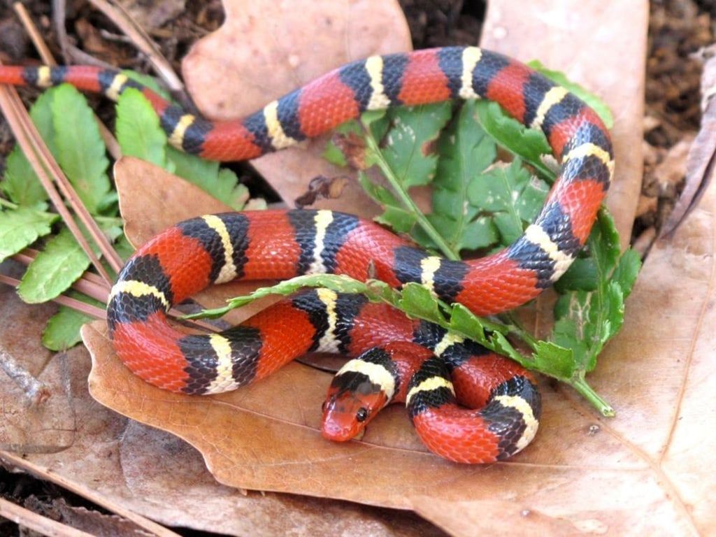 1024x768 Weird Case Of Look Alike Snakes Surprises Researchers