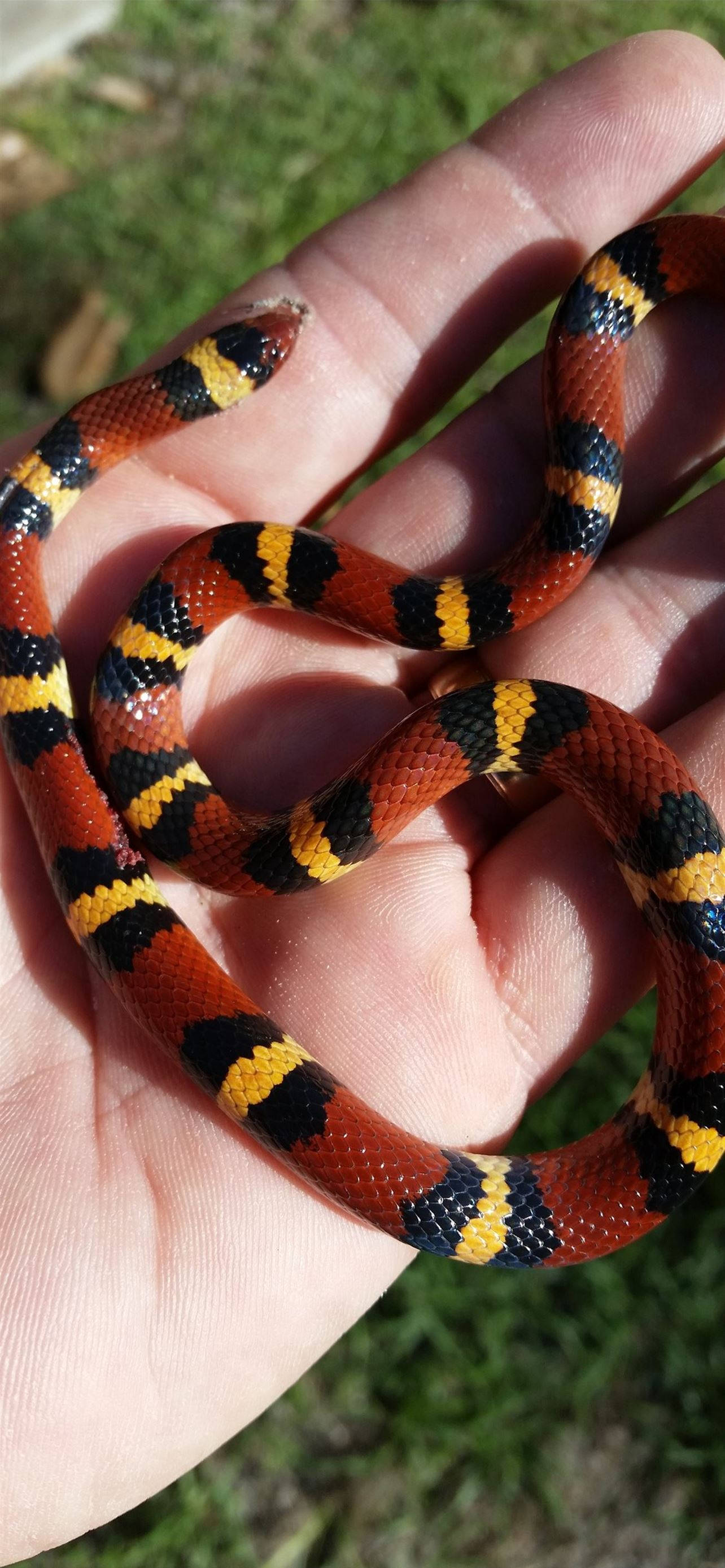 1284x2778 Download Baby Coral Snake Like Scarlet Kingsnake Wallpaper