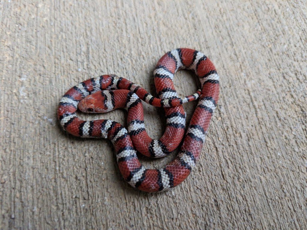1024x768 About Coastal Plain Milksnake Biodiversity Project