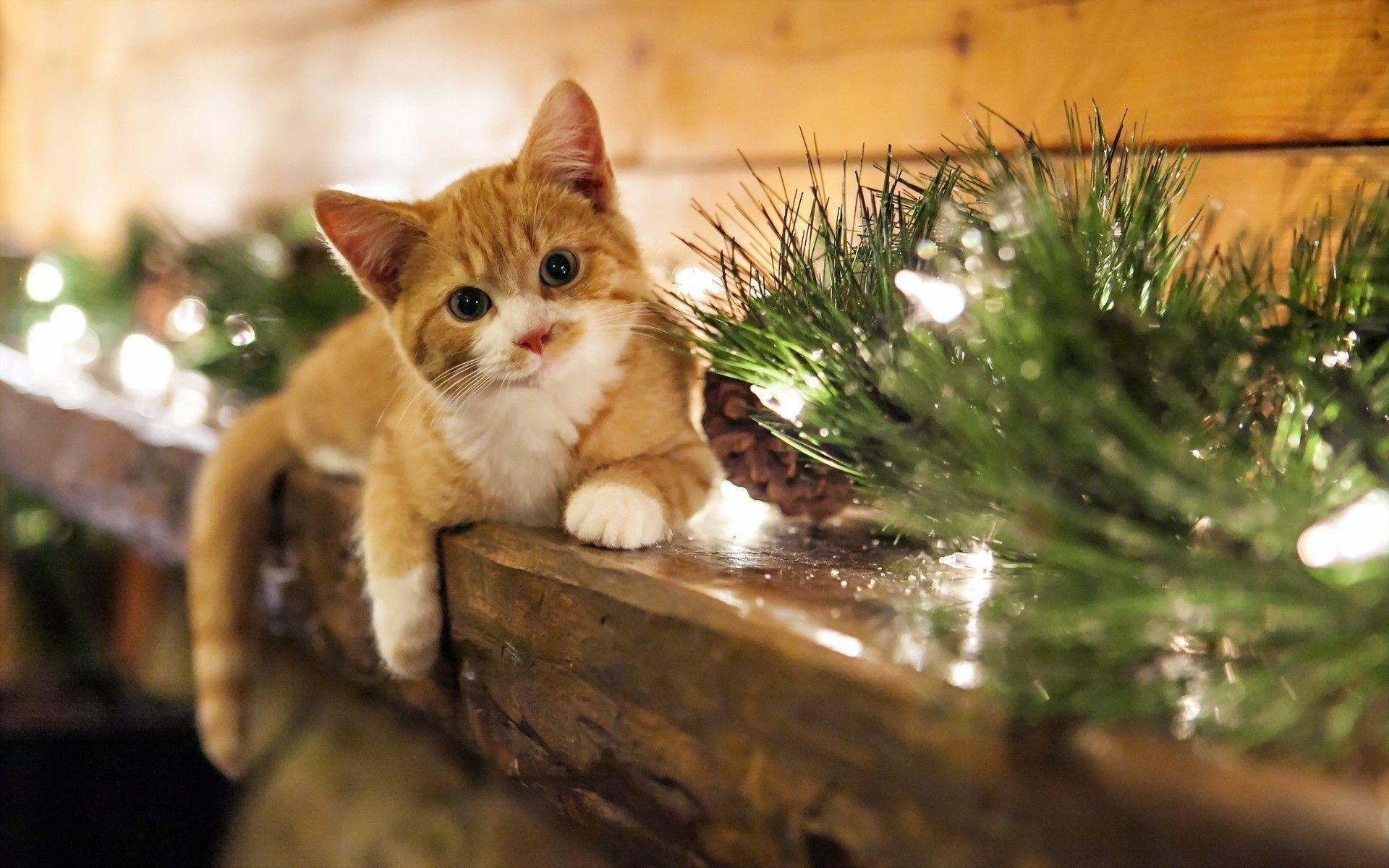 Winter Kitten Wallpapers Top Free Winter Kitten Backgrounds
