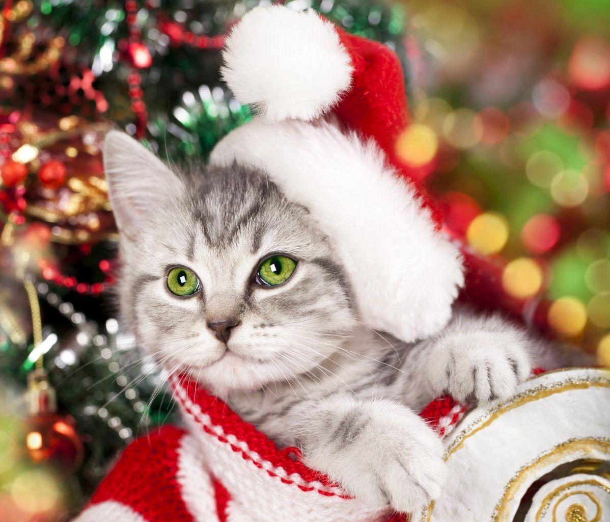 1198x1024 Wallpaper Cats Holidays Christmas Kittens Winter hat Animals Image Download. Christmas cats, Christmas kitten, Christmas animals