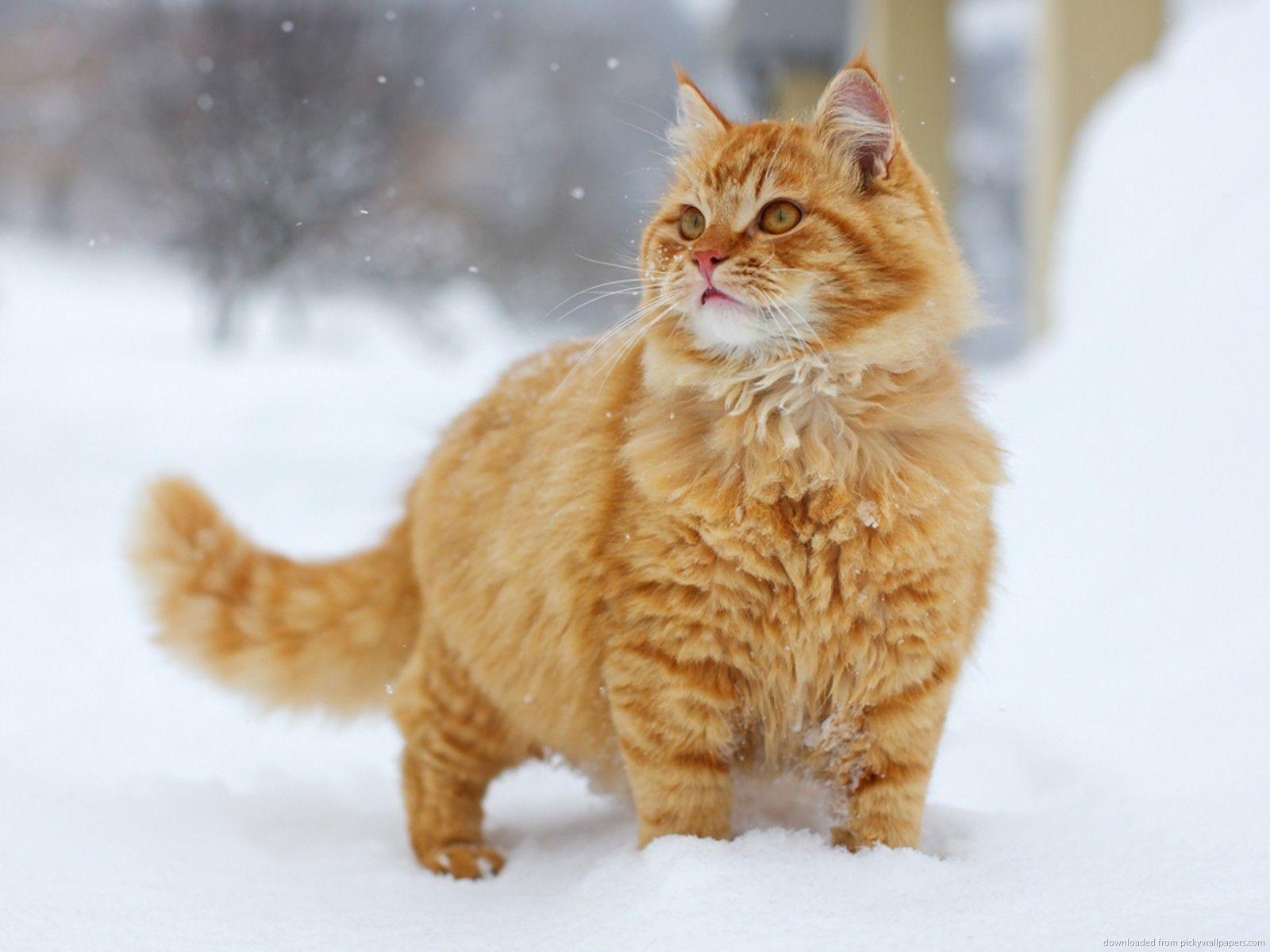 Winter Kitten Wallpapers Top Free Winter Kitten Backgrounds