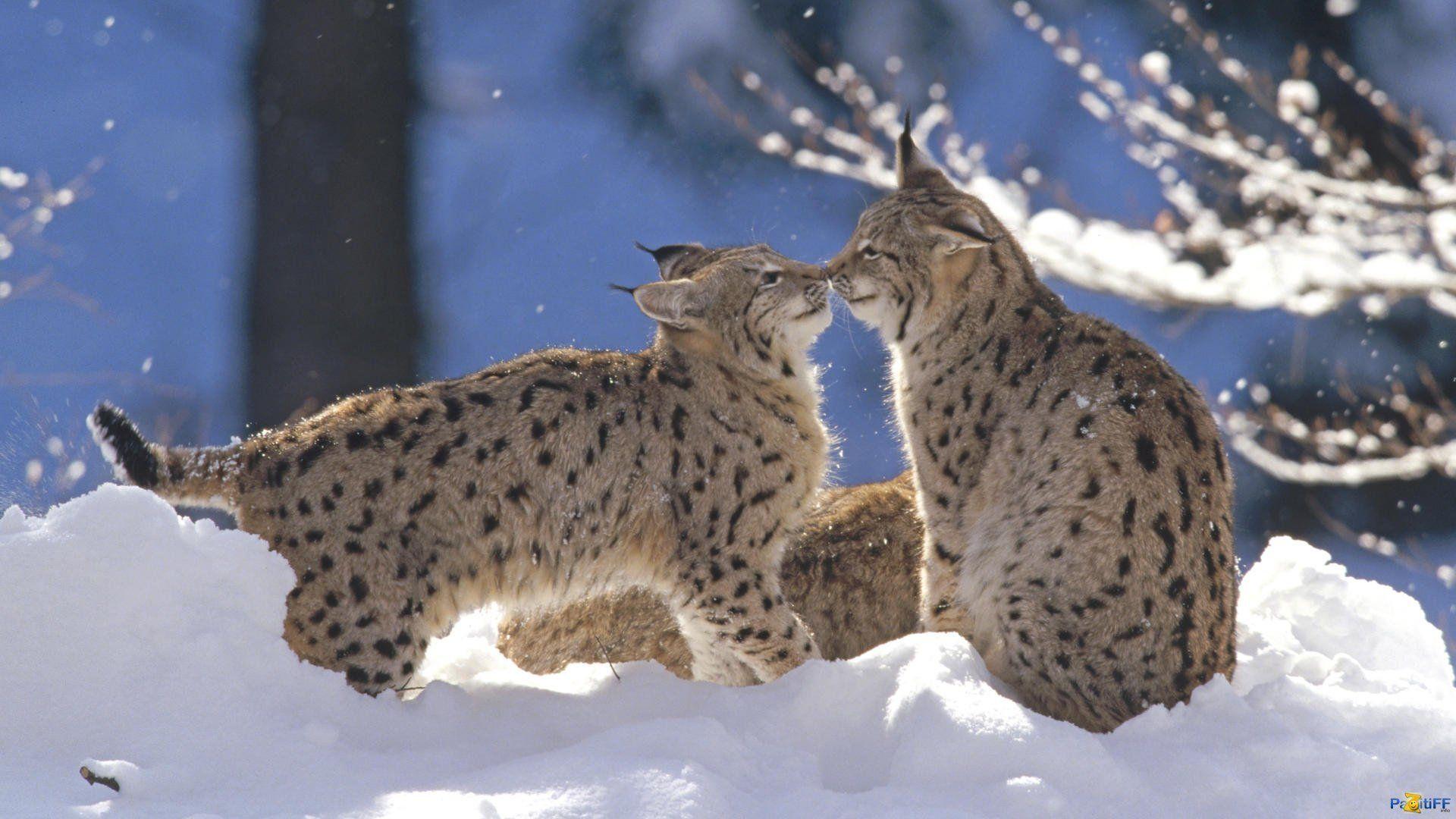 1920x1080 Winter snow nature landscape cat lynx baby kitten wallpaperx1080
