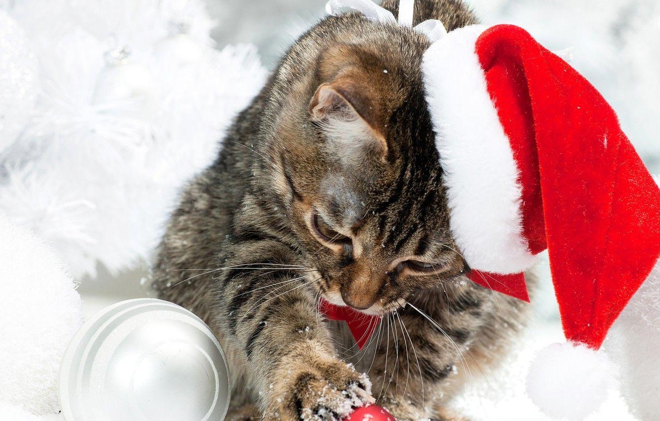 1332x850 Kittens In Winter Wallpaper