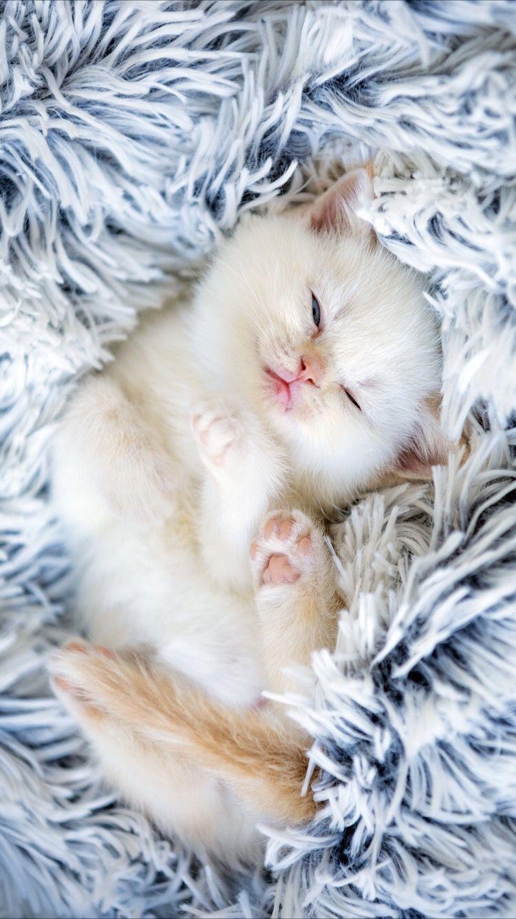 750x1334 Kitten Wallpaper iPhone Wallpaper & Background Download