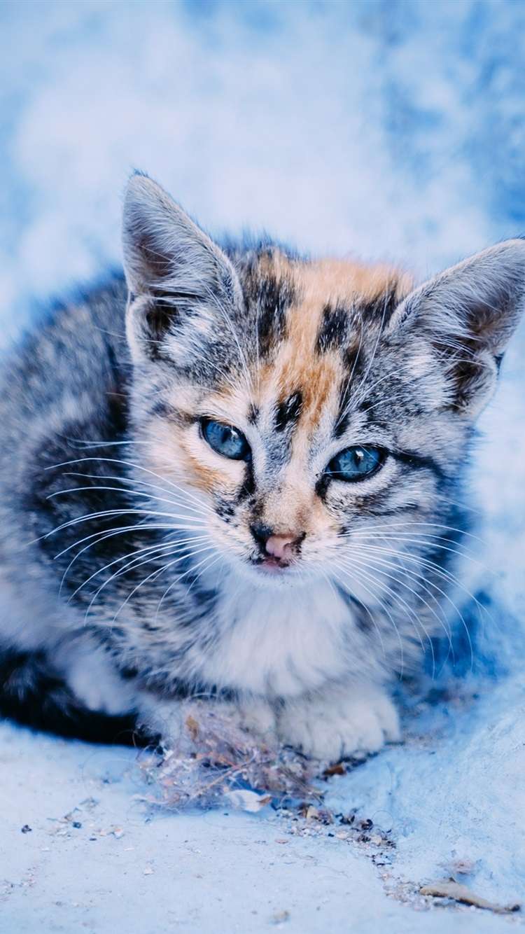 750x1334 iPhone Cute Kitten Wallpaper