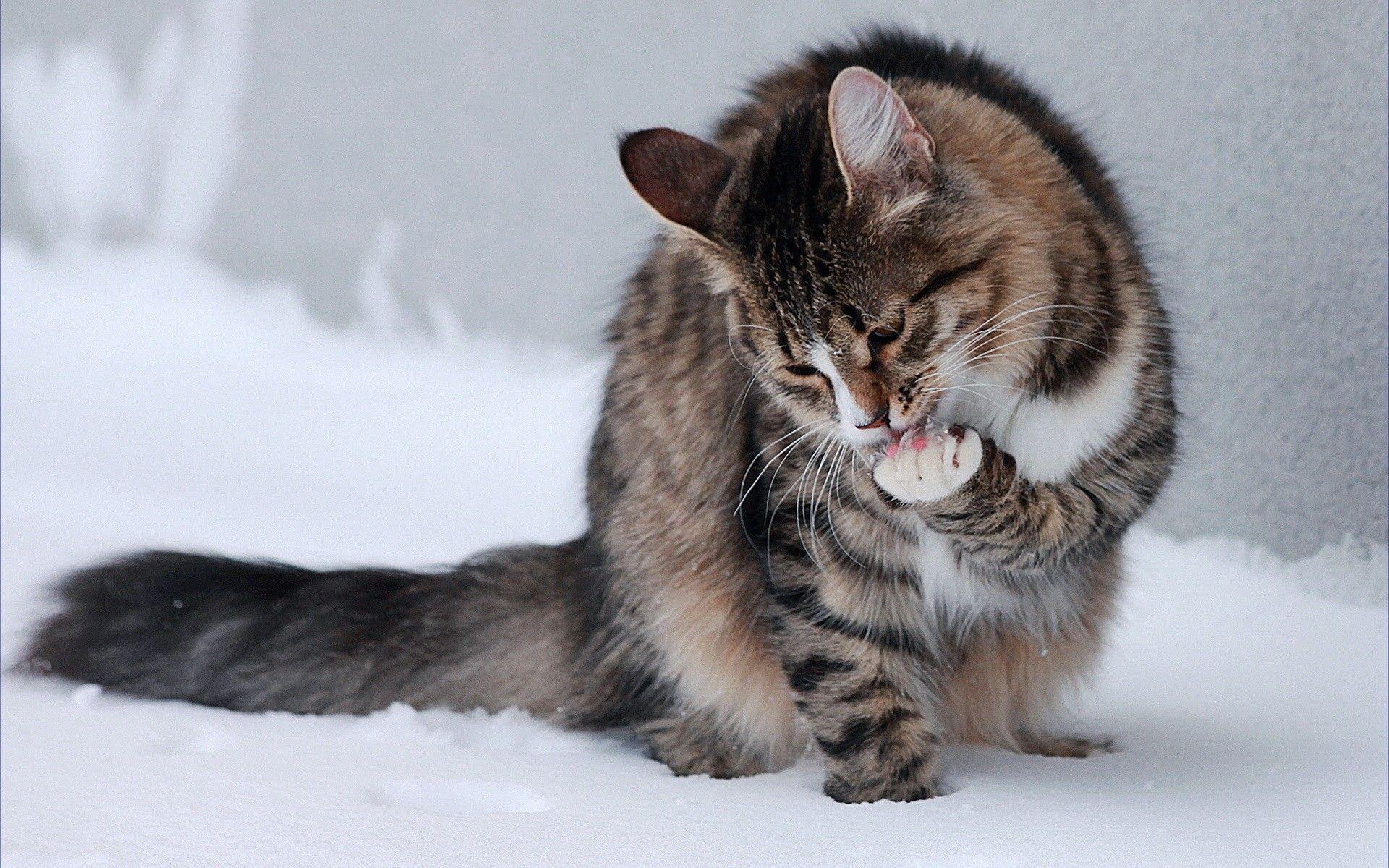 1920x1200 Winter Cat Wallpaper