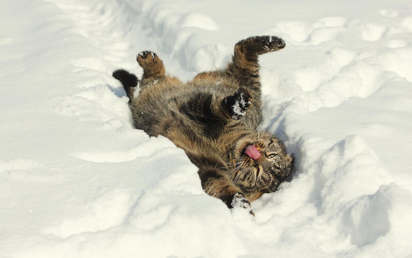 1440x900 Kitten wallpaper 1440x900 desktop background