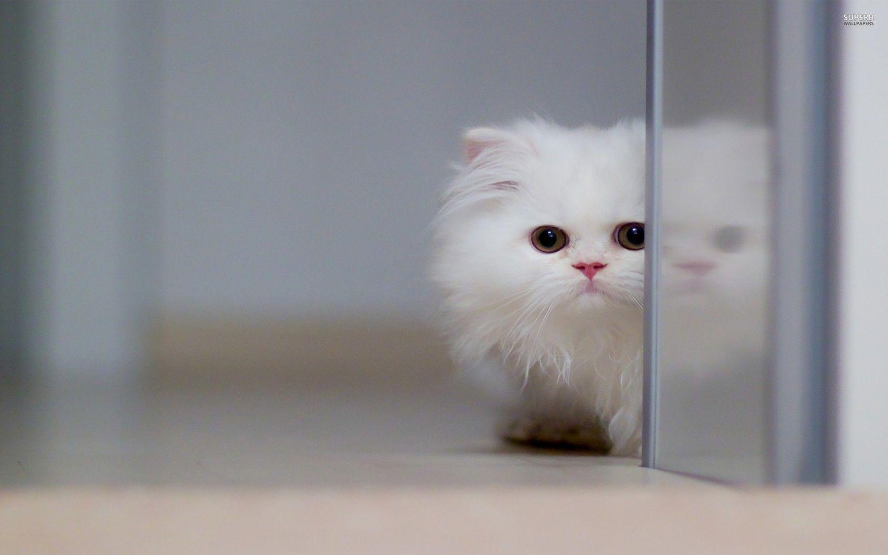 1800x1125 Download 1800xo White Kitten Wallpaper HD