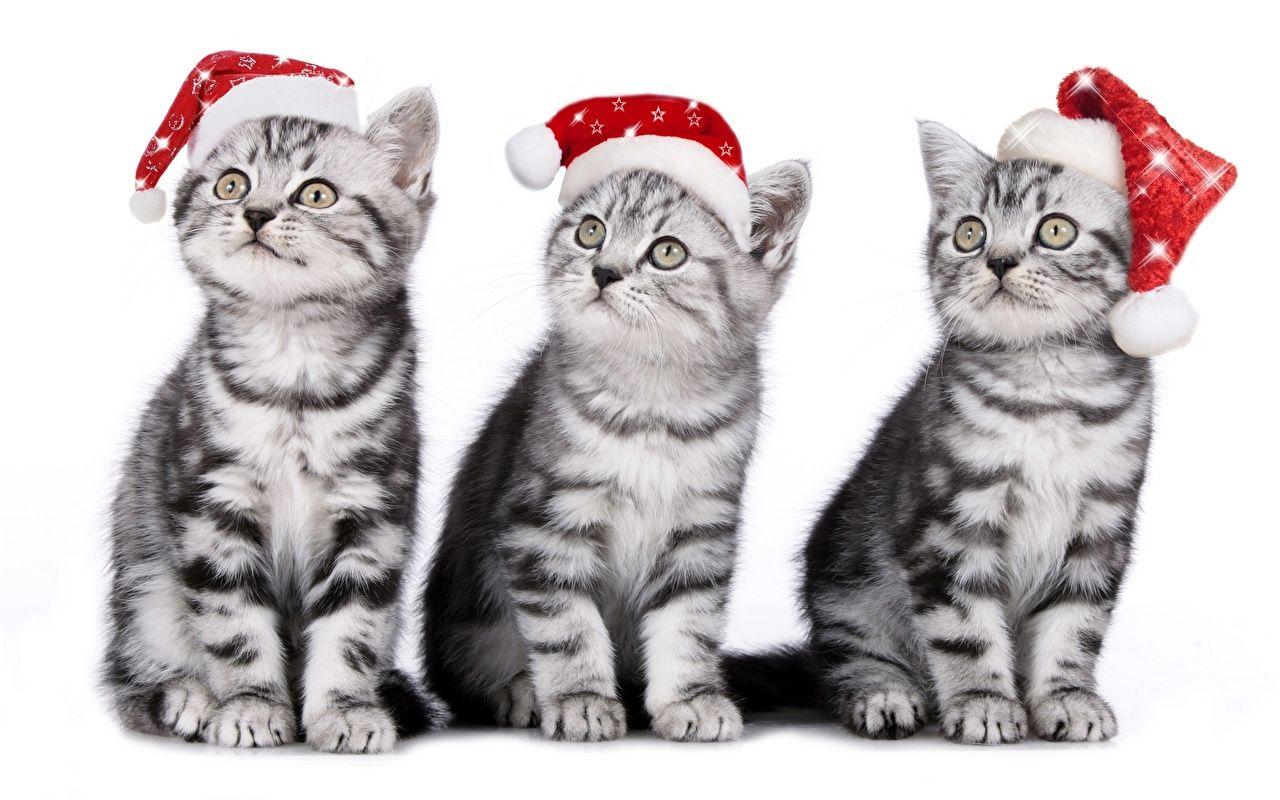 1280x800 Image kitty cat cat New year Winter hat Three 3 Animals Holidays