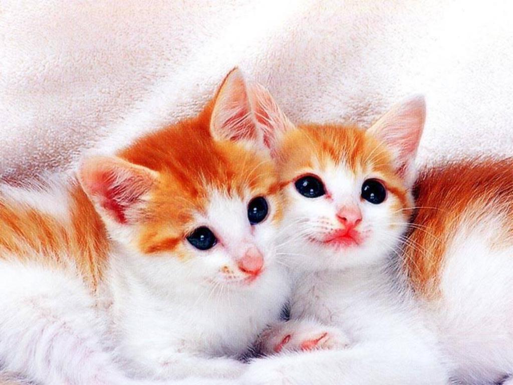 1024x768 Kawaii Kitten Wallpaper